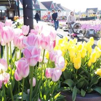菜の花、チューリップ、ストック　春の彩り一面に　袖ケ浦・東京ドイツ村