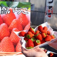 旬を迎えた船橋のイチゴ
