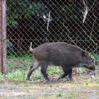 求む新人ハンター　害獣捕獲へ３月セミナー　農業被害深刻、担い手育成