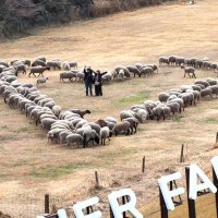 「愛の羊文字」♡の中へ　マザー牧場でバレンタイン企画