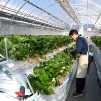 “稼げる農業”で取引先支援へ　千葉興銀の地域商社「ちばくる」　イチゴ園開業、実証実験　最新技術提供目指す　周年栽培や脱炭素