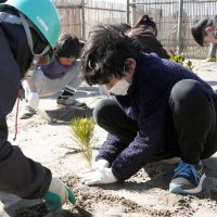 クロマツ苗木、児童ら植樹　旭、津波被害保安林再生へ　東日本大震災発生から１４年