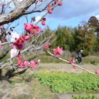 「坂田城跡」で咲く梅の一品種「大盃」の花。昨年より開花は遅いが、一部の木は見頃を迎えている
