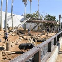 マーラやミニブタなど小動物と触れ合う子どもたち。動物たちとの距離感の近さも魅力の一つだった＝２０２２年１月、館山市のアロハガーデンたてやま