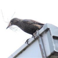 イソヒヨドリのメス　臨海埋立地の倉庫の屋根で巣材をくわえる＝２０１７年４月１７日、木更津市（筆者撮影）
