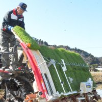 いすみで早くも田植え　わせ品種「五百川」　収穫は７月２０日ごろ予定