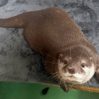 ツツジとジーノ仲間入り　繁殖目的で来園　市川市動植物園　「流しカワウソ」復活期待