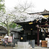 ここ数日の暖かさで一気に満開になった社殿前のソメイヨシノ＝２９日、一宮町の玉前神社（