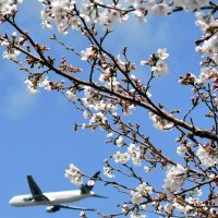 さくらの山春色包まれ　名所見頃、航空機と“競演”も　成田