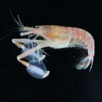 丸いうちわのような「手」　新種のエビ　福井・若狭湾で発見　千葉県立中央博、駒井さんら