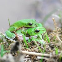 シュレーゲルアオガエル　春の房総彩る鳴き声　成田篤彦　【房総の草木虫魚】（４４３）