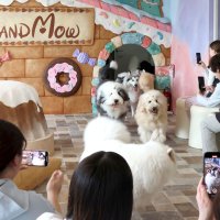 もふもふの癒やしお届け　大型犬カフェ「ＧＲＡＮＤＭＯＵ」　木更津に３日移転オープン　新たな観光スポットへ期待　犬の幸せ第一に