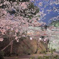 【動画あり】春の美、闇に浮かぶ　北総随一の桜名所が見頃　香取・小見川城山公園