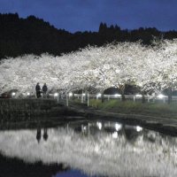 【動画あり】逆さ夜桜、幻想的に　沿道１キロ、ライトアップ　いすみ札森地区