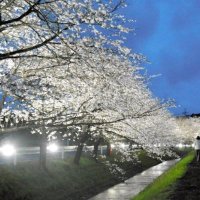 ライトアップされたソメイヨシノ脇の散歩道も人気を集めた＝２日夜、いすみ市