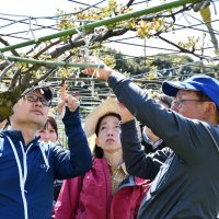 農家助ける「梨花隊」　今年も支援スタート　花摘みボランティア９０人参加　市川