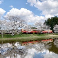 水面に映る春模様　桜、列車、菜の花も　市原・小湊鉄道沿線