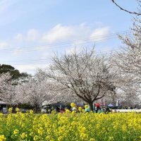 美の競演　活気呼ぶ　八街、明朗塾で桜と菜の花　多彩催し　春に包まれ華やぐ房総