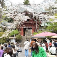 春うらら穏やかに　いすみ古刹清水観音で寺市