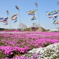 鮮やかシバザクラ　こいのぼりとの共演も　東庄