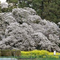 樹齢４００年、染まる巨木　印西、「吉高の大桜」見頃　枝打ちで樹形変化も花盛り