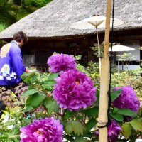 かやぶき屋根の古民家と競演するボタン＝１７日、茂原市
