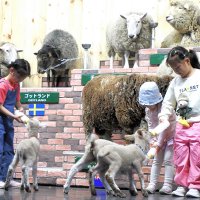 赤ちゃんヒツジにミルクを与える会場からの参加者＝２１日、富津市