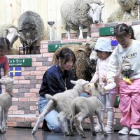 愛らしさいっぱい！　赤ちゃんヒツジに哺乳体験　富津・マザー牧場