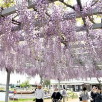 藤の花、昼夜彩る　甘い香りに包まれ散策　香取・あやめパーク