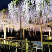 藤の花、昼夜彩る　ライトアップで幻想的に　銚子・妙福寺
