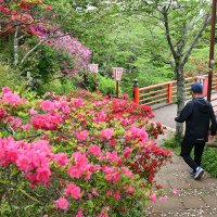 ツツジの季節到来　色鮮やか４千本　赤やピンク、新緑に映える　香取・小見川城山公園