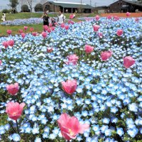 「まきばの広場」のネモフィラとチューリップの共演＝富津市