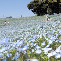 青の絶景そよ風に揺れ　ネモフィラ１００万本が見頃　富津・マザー牧場　