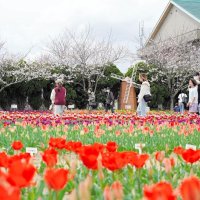 春色チューリップ続々　匝瑳・のさか花の広場