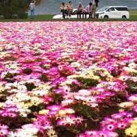 リビングストンデージーの鮮やかな花のじゅうたん