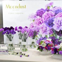 青い色素を持つカーネーション「ムーンダスト」
