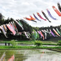こいのぼり１００匹悠々と　香取・橘ふれあい公園　３日にイベントも