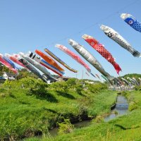 青空悠々こいのぼり１２０匹　市原・瀬又の村田川　５日にイベント