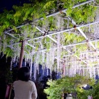 樹齢１００年超光の演出　幻想フジ優美な紫　市原・大宮神社