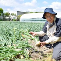 白子特産求め客続々　たまねぎ狩りスタート　甘くみずみずしい　３１日まで