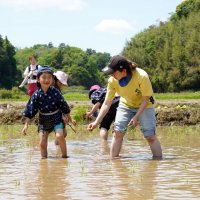 昔ながらの田植え体験　家族連れ１５０人、連休満喫　旭、大原幽学ゆかりの地