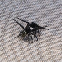 両脚を大きく開いて威嚇し合うネコハエトリ
