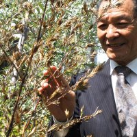 １２０年に１度の珍事　黒竹咲く　自然界の神秘に驚き　木更津