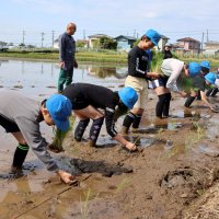 田植えに汗、コメ作り学ぶ　児童ら収穫楽しみに　山武・大富小