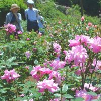 鮮やかバラ香りも比べて　佐倉草ぶえの丘でローズフェス