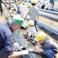 サツマイモ大きく育って　園児ら９０人苗植え　匝瑳