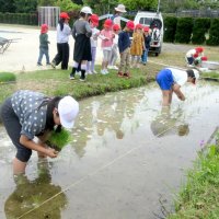 お米食べるの楽しみ　校庭で田植え体験　神崎・米沢小