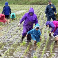 雨にも負けず田植え　多古　千葉県内外の家族連れ挑戦