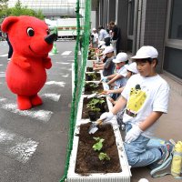 千葉県庁に「緑のカーテン」　児童がアサガオ苗植え　緑化推進へ３年ぶり実施