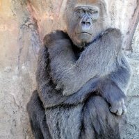 ニシゴリラの「ローラ」死ぬ　４７歳、１６日から献花台　千葉市動物公園